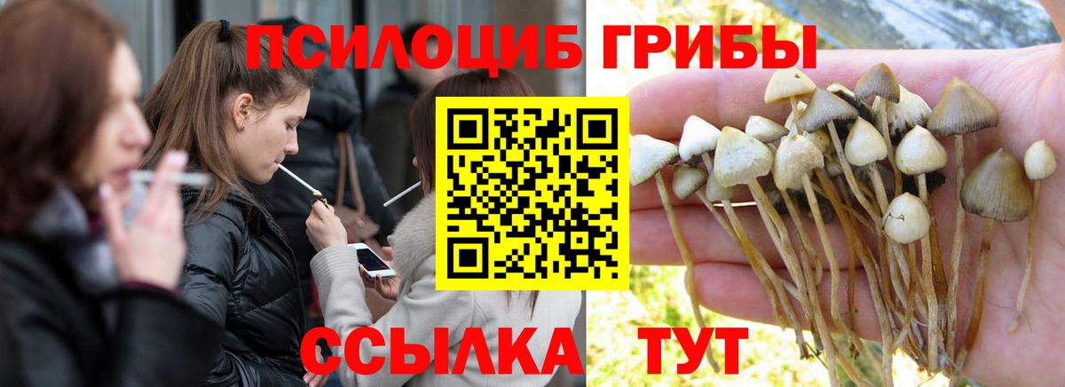 Галлюциногенные грибы Psilocybe  Белогорск 